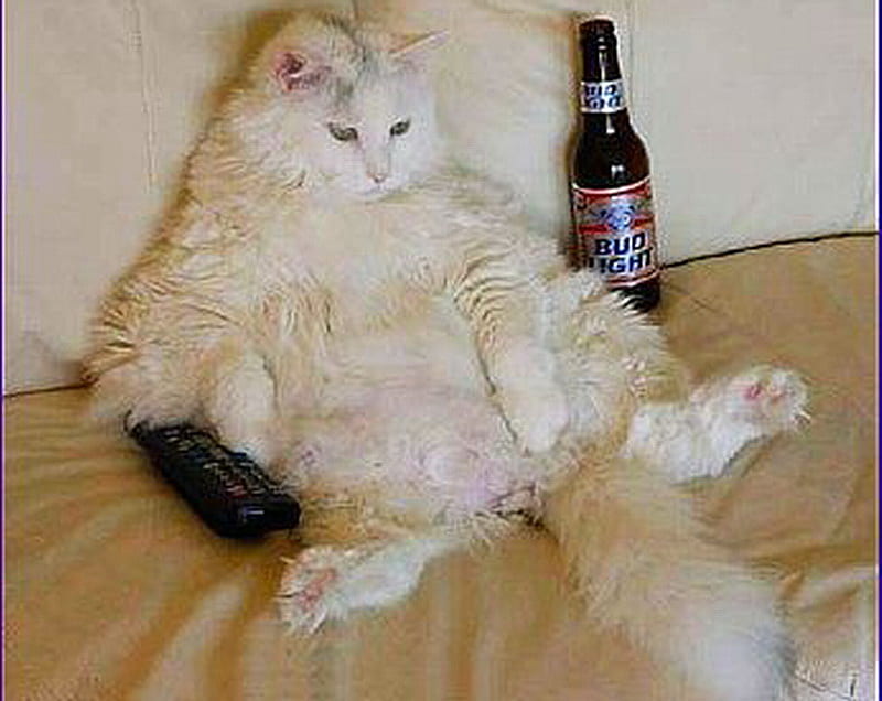 Gato relajante, cerveza, gato, tv, control remoto, Fondo de pantalla HD Peakpx