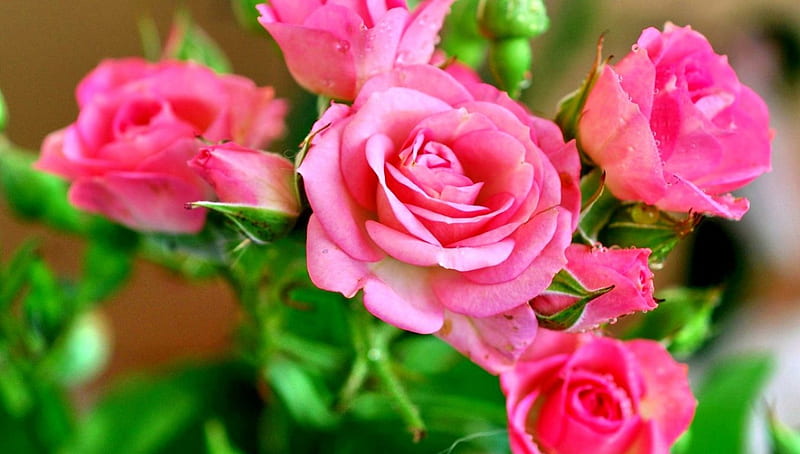 BEAUTY IN PINK ROSE, splendor, romantic, rose, flowers, nature, roses ...