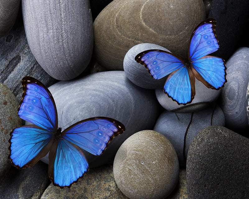 Animal, Butterfly, Insect, Stone, HD wallpaper
