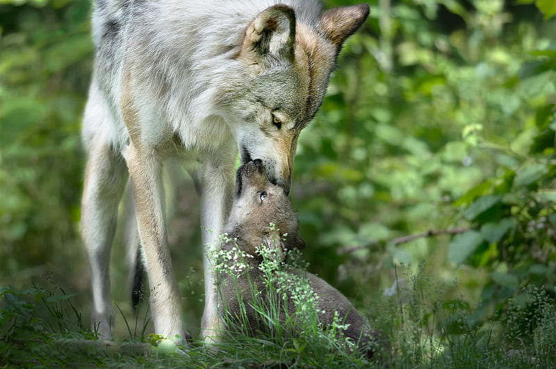 Wolves, cute, green, lup, cub, wolf, mother, animal, HD wallpaper