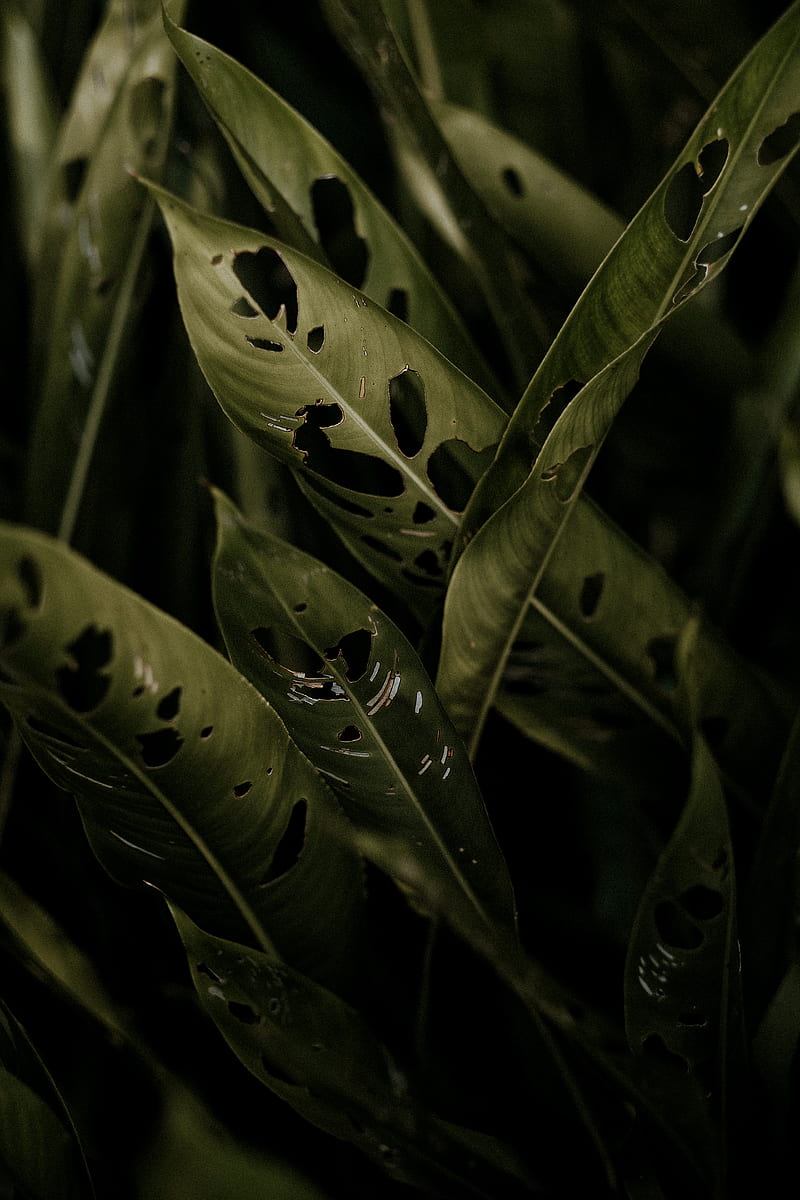 plant, leaves, macro, tropics, HD phone wallpaper