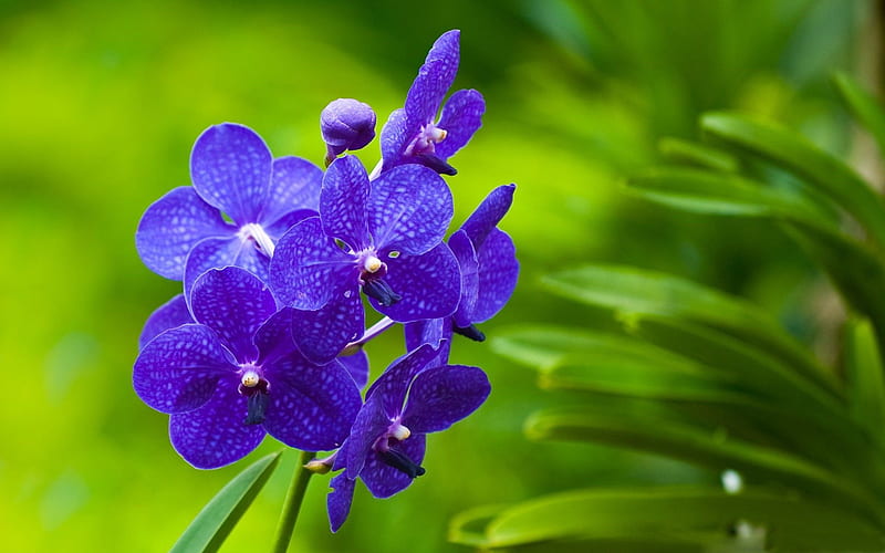 De flores a completa. orquídea, flores moradas, flor iphone, orquídeas  azules y moradas, Fondo de pantalla HD | Peakpx