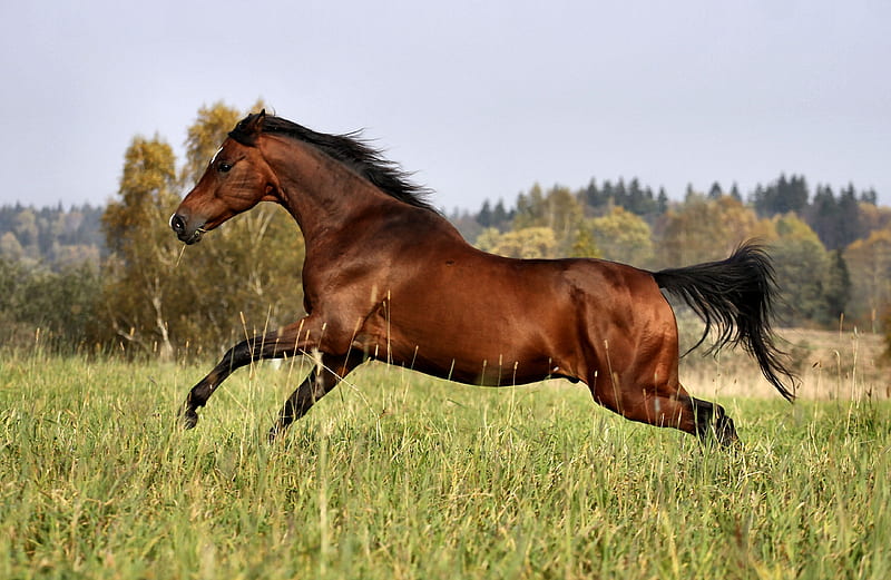 Galloping Horse F1, galloping, equine, bonito, horse, animal, graphy ...