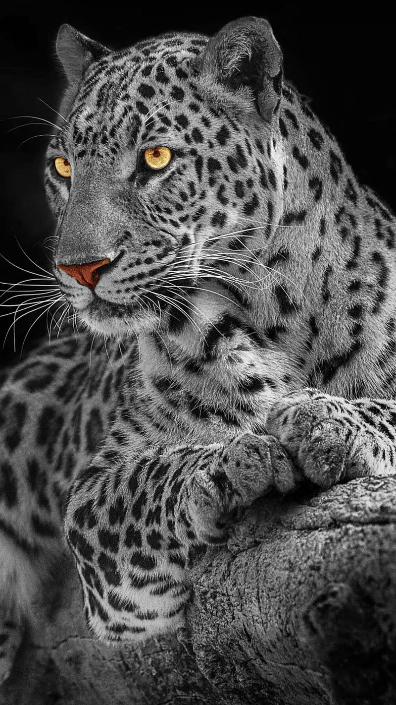 leopard, wild, animal, big cat, black and white, HD phone wallpaper
