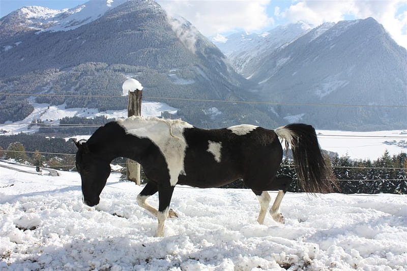 Sno-Pentabian, pintabian, horse, snow, tobiano, HD wallpaper