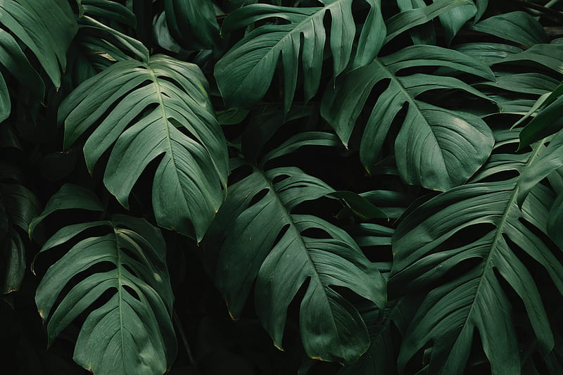 leaves, plant, green, dark, vegetation, HD wallpaper