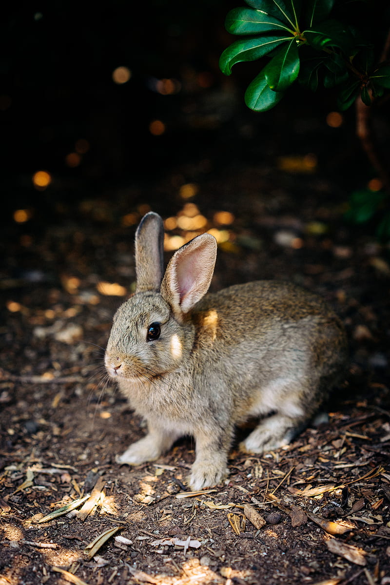 rabbit, cute, hare, animal, HD phone wallpaper