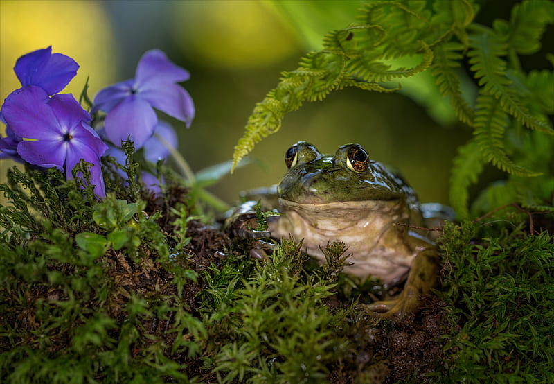Frogs, Frog, Amphibian, Flower, Wildlife, HD wallpaper
