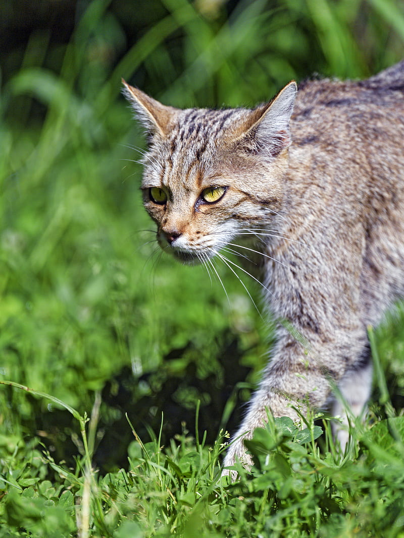 wild cat, cat, glance, grass, HD phone wallpaper