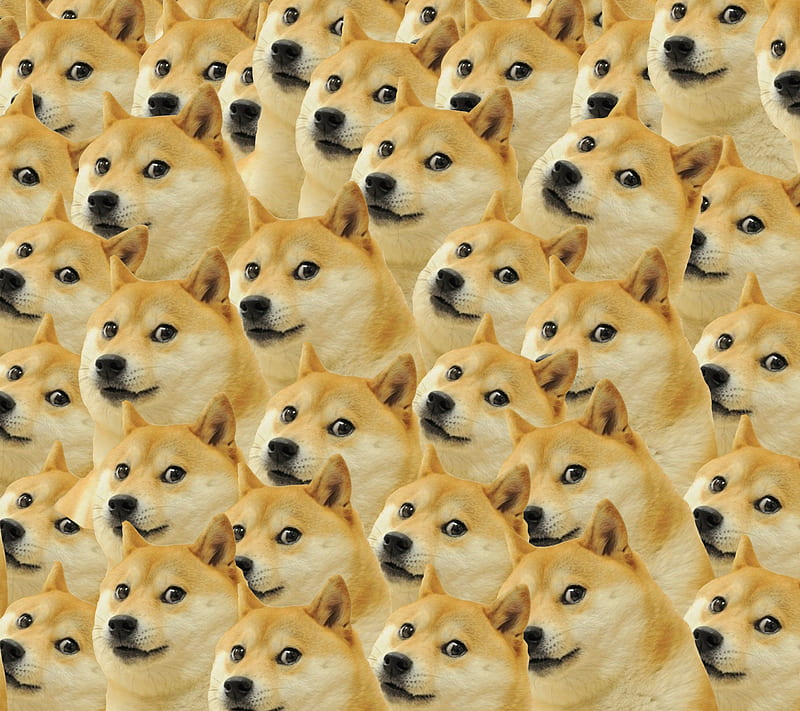 doges, cool, very good, HD wallpaper