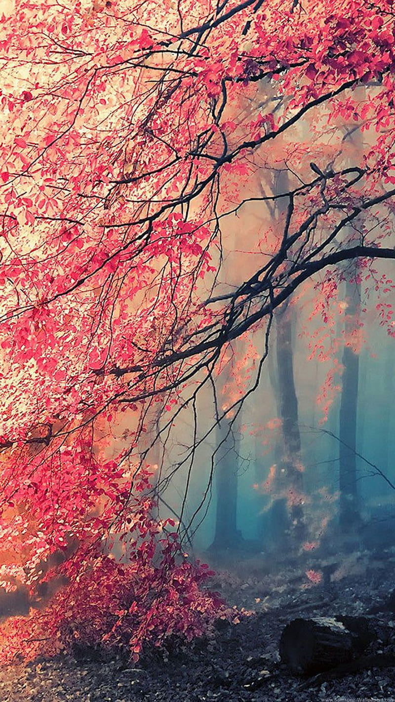 Pink Autumn, nature, painting, landscapes, morning, fantasy, good morning, good, HD phone wallpaper