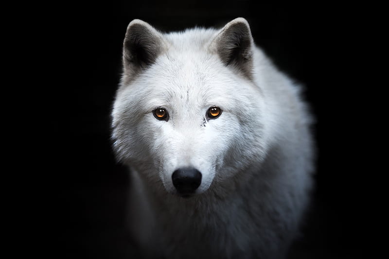 White wolf, lup, wolf, white, black background, animal, HD wallpaper