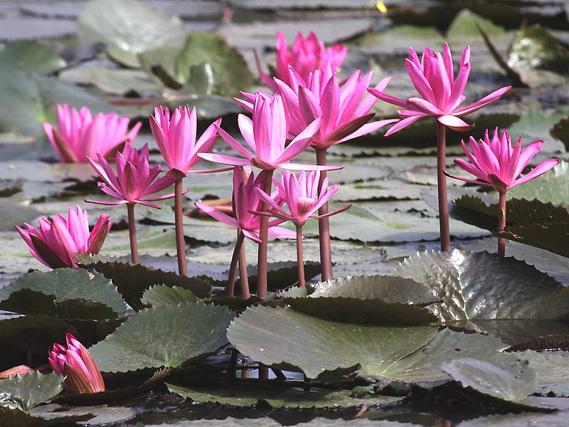 Pink Lotus, stems, water lillies, pond, water, green, flower, pads, blooms, pink, HD wallpaper