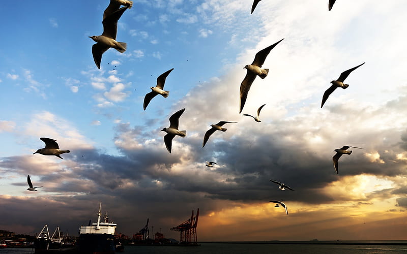 bird flying sky-Beautiful Nature, HD wallpaper