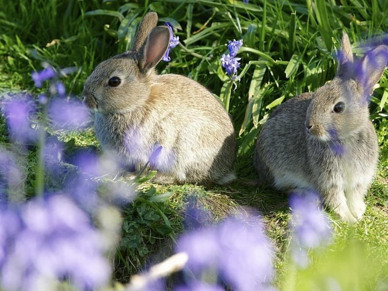 rabits on the meadow, rabits, spring, bunnies, animals, meadow, HD wallpaper