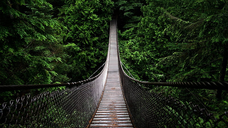Path Bridge Between Trees Covered Forest Forest, HD wallpaper