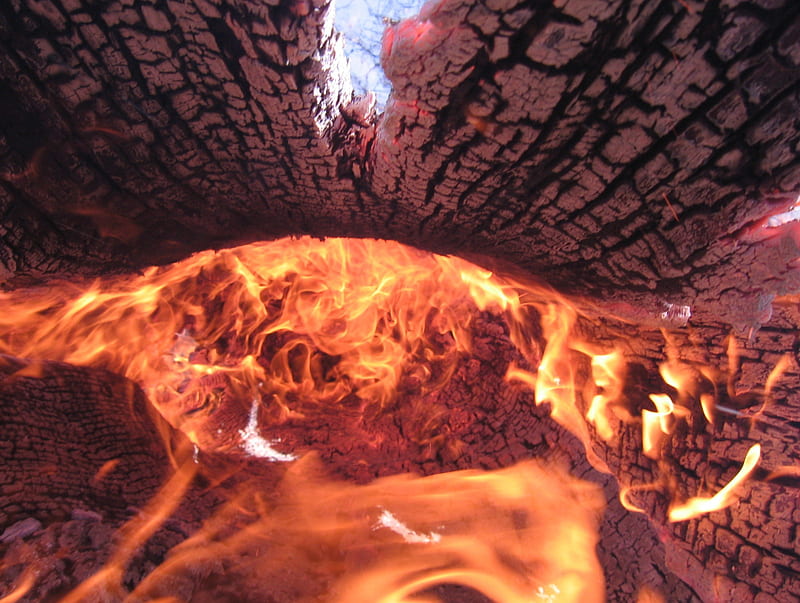 Inside a Burning Log, burn, wildland, burning, prescribed, fires, log, forest fire, fire, forest fires, wildland fire, HD wallpaper