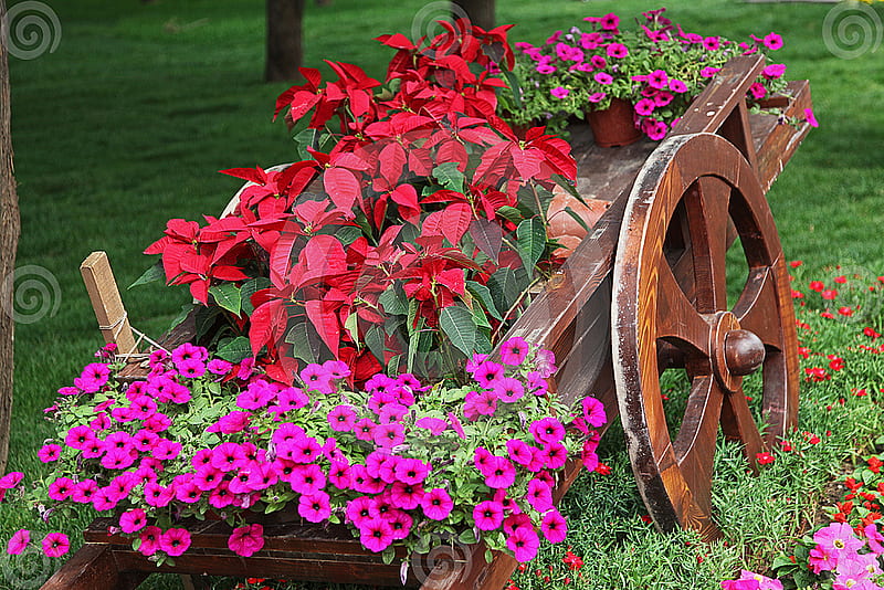Wooden cart full of colorful flowers, cart, colorful, flowers, wooden, HD wallpaper