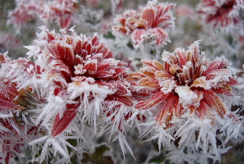 Winter flowers, Frozen, Ice, Red, Snow, Flowers, Winter, HD wallpaper |  Peakpx