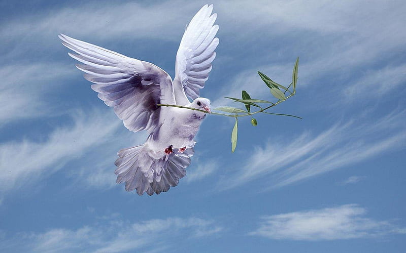 Peace Symbol, Bird, Sky, Dove, Peace, Olive, HD wallpaper