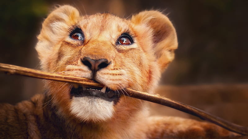 Lion With Stick In Mouth , lion, animals, HD wallpaper