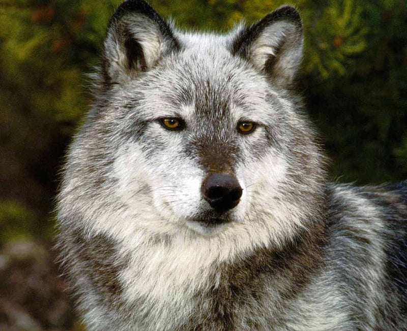 Alpha, lobo, canis lupus, gray, wolf, HD wallpaper