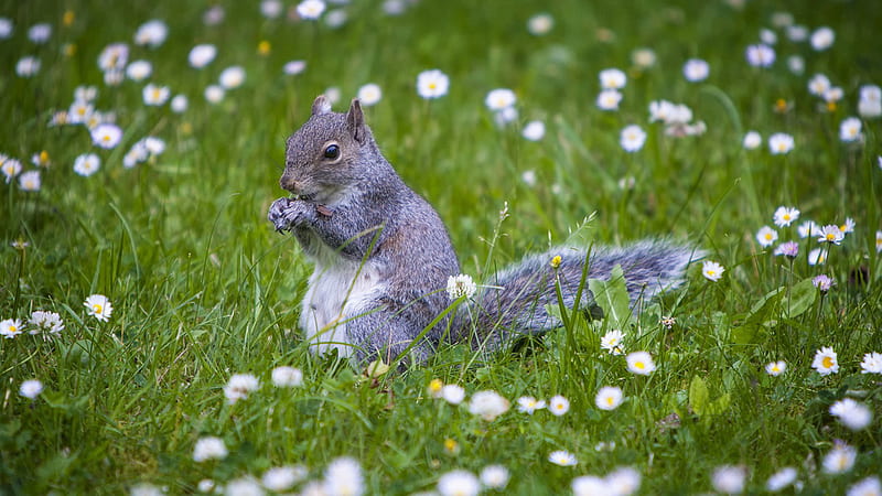 Black White Squirrel Is Standing On Green Grass White Flowers Plants Squirrel, HD wallpaper