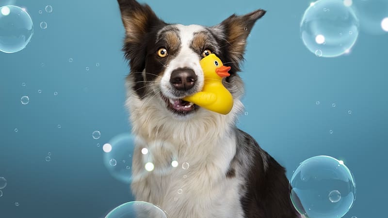 :), blue, yellow, bubbles, cute, dog, caine, toy, duck, bath, funny, HD wallpaper