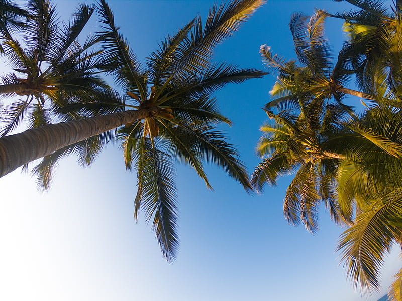 palm trees, sky, branches, trees, tropics, HD wallpaper
