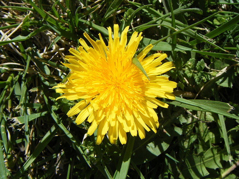 Lone Dandilion, Weed, Ghost776, Grass, Lone, Dandilion, Yellow, Spring 