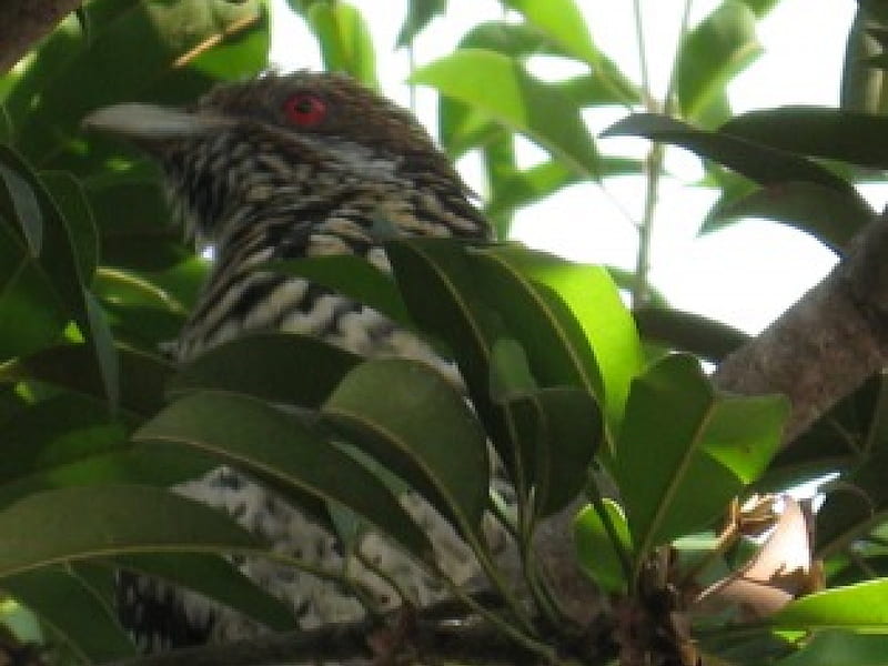 Cuckoo Bird, tree, HD wallpaper