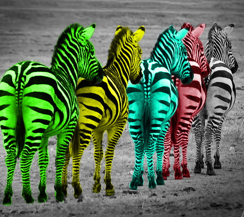 Zebras, africa, colors, saguaro, HD wallpaper