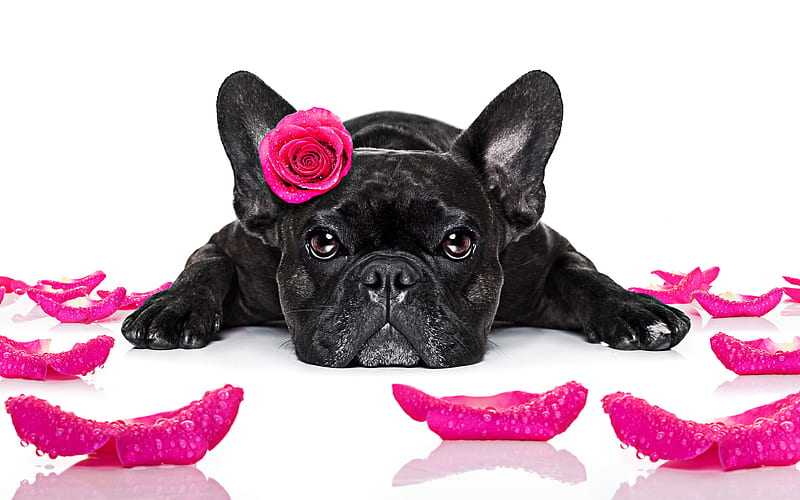 French bulldog purple rose, dog with flowers, pets, black french bulldog, dogs, cute animals, French Bulldog Dog, HD wallpaper