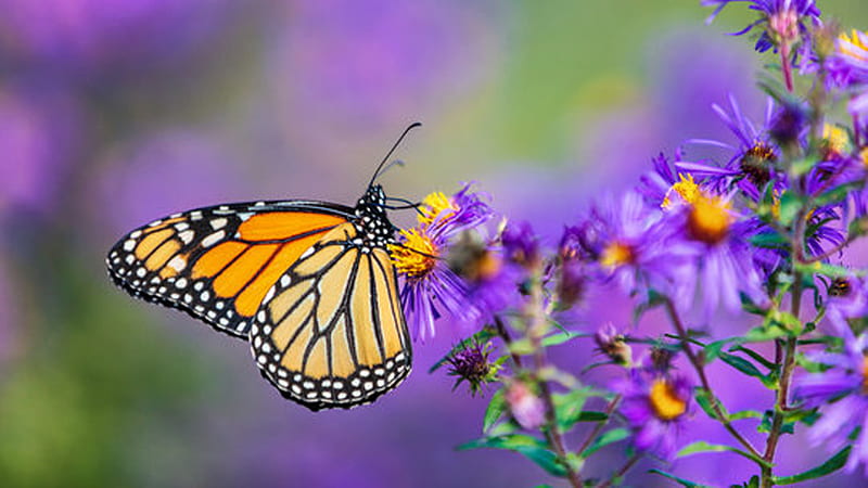Yellow Black Lines White Dots Design Butterfly On Purple Flower In Blur Background Butterfly, HD wallpaper