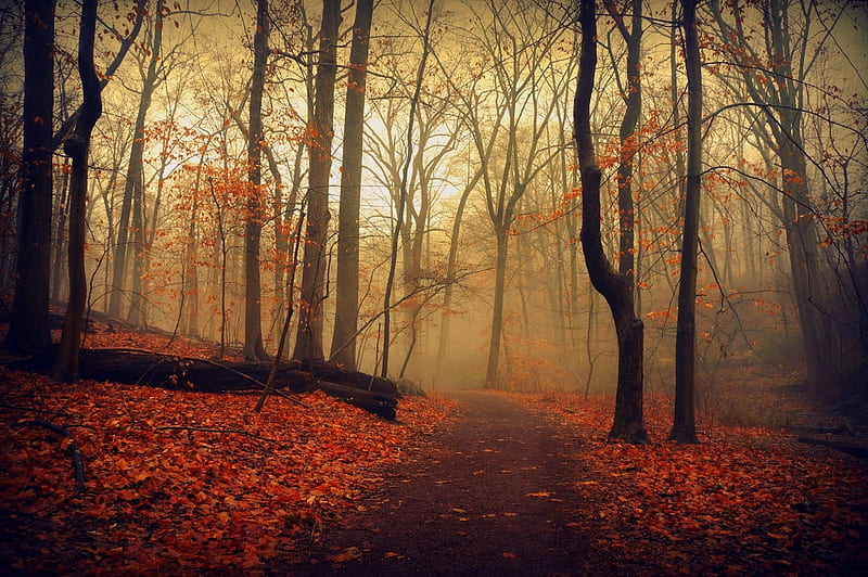 Forest, autumn, nature, trees, HD wallpaper | Peakpx