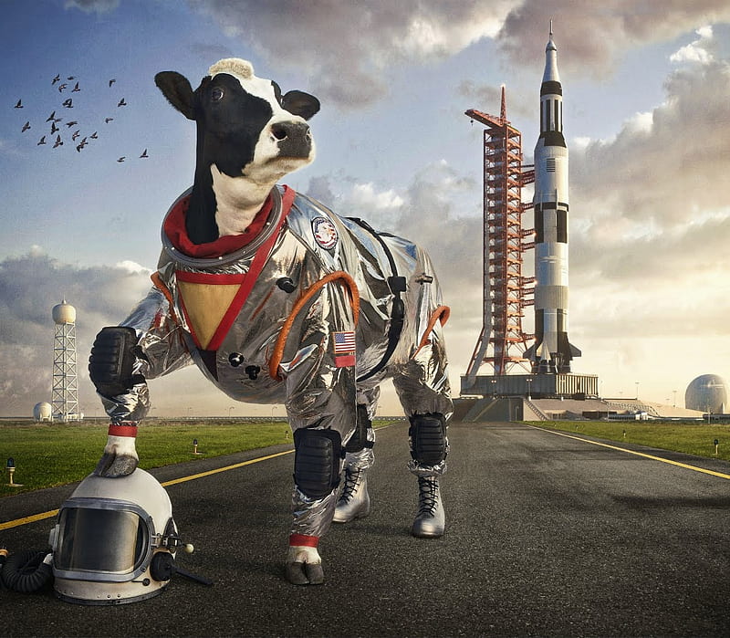 Ready for the new frontiers, cow, andy, space, creative, mahr, situation, animal, rocket, fantasy, add, vaca, funny, commercial, HD wallpaper