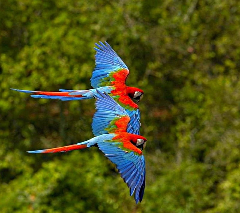 parrots, red, aras, flying, parallel, HD wallpaper