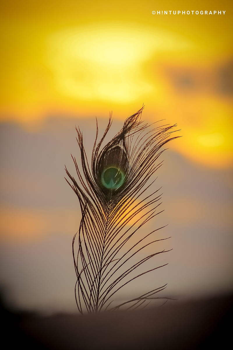 Peacock, nature, krishna, HD phone wallpaper | Peakpx