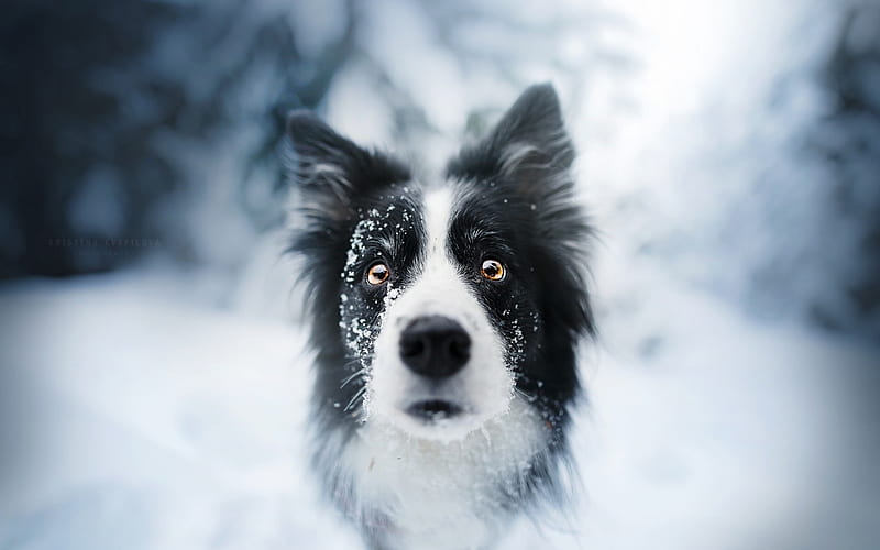 My winter face, caine, black, animal, winter, iarna, cute, border collie, face, white, eyes, dog, blue, HD wallpaper