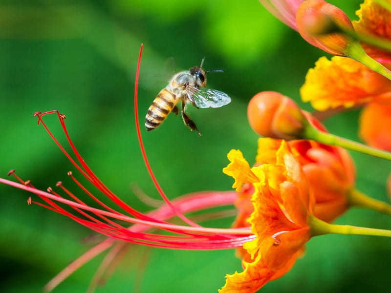a visitor, bee, fly, orange, approach, macro, flower, insect, garden, HD wallpaper
