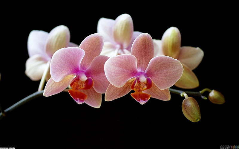 Pink Orchids, Black, Flowers, Pink, Orchids, HD wallpaper