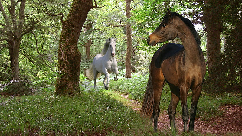 Come Galloping to Me...., forest, brown, woods, running, white, couple, horses, HD wallpaper
