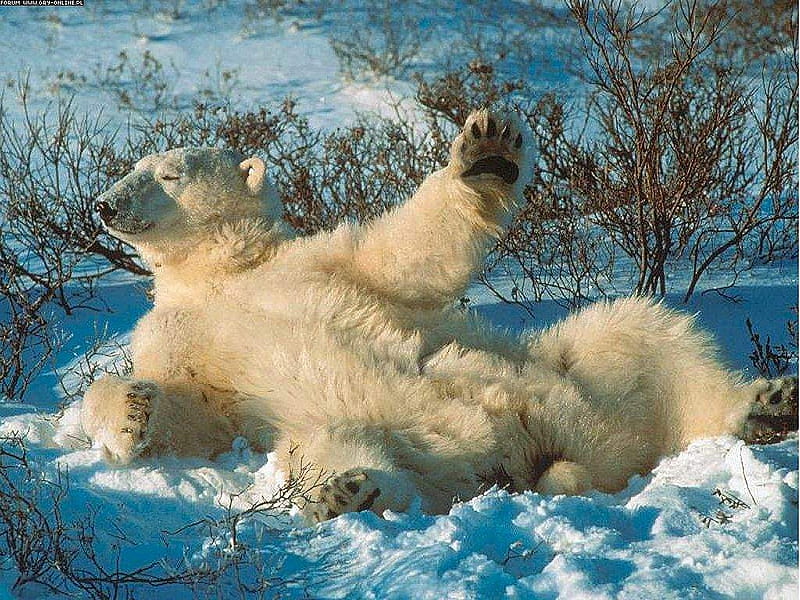 polar bear, bear, ice, polar, blue, HD wallpaper