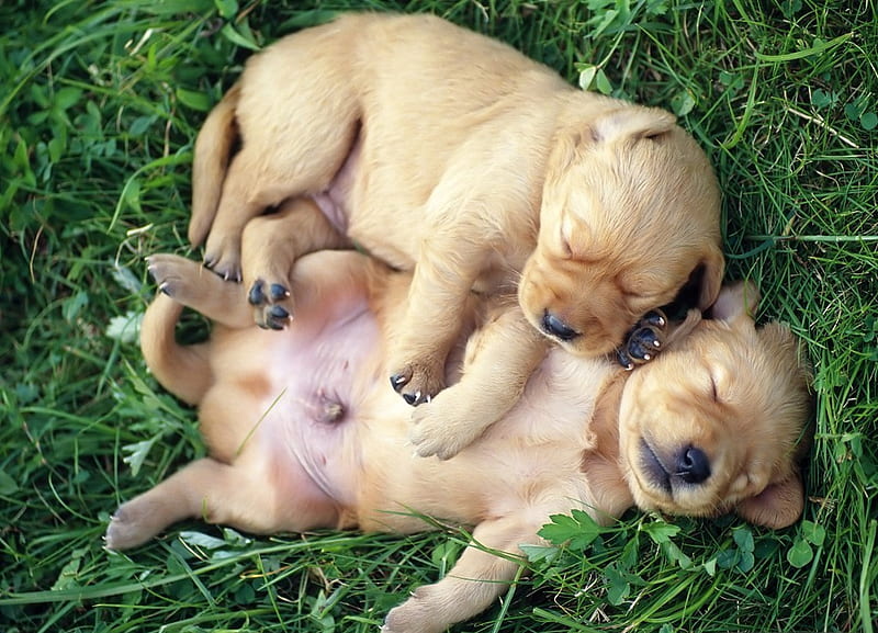 Best Buddies, cute, puppies, young, sleep, grass, ground, puppy, dog, HD wallpaper