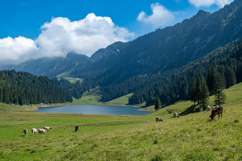 Animal, Cow, Alps, Herd, Meadow, Mountain, Pasture, HD wallpaper