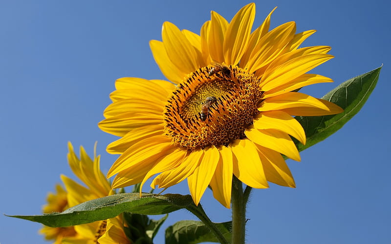 Sunflower with Bees, yellow, flower, sunflower, bees, HD wallpaper