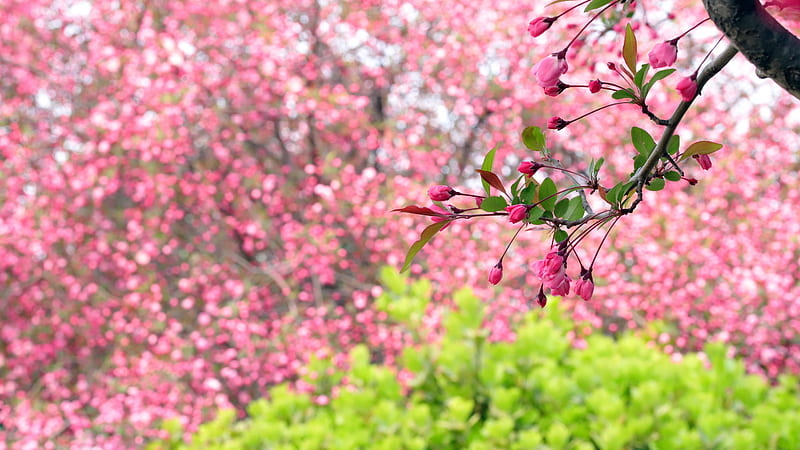 Spring Apple Blossom Branch Flowers, HD wallpaper
