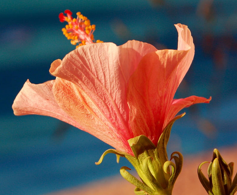 Hibiscus by Cool Blue Pool Hawaii, exotic, sun, hawaii, hibiscus, pool, water, paradise, summer, flower, flowers, tropical, swimming, hawaiian, blue, HD wallpaper