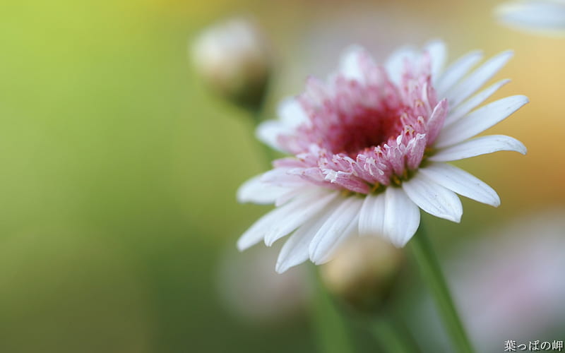 White Chrysanthemum- Digital Cameras Flowers graphy, HD wallpaper