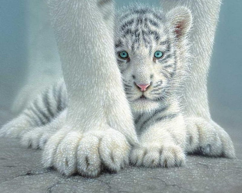 Sheltered, collin bogle, legs, cub, bonito, tiger, white, mother, HD wallpaper